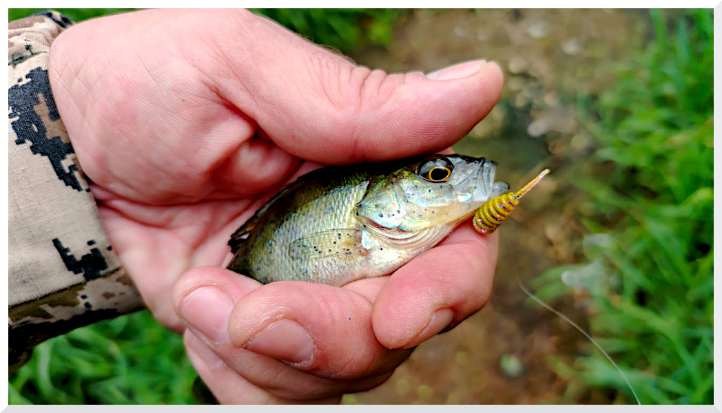 primanka-shishka-tanta-ot-fish-magnet-czvet-002