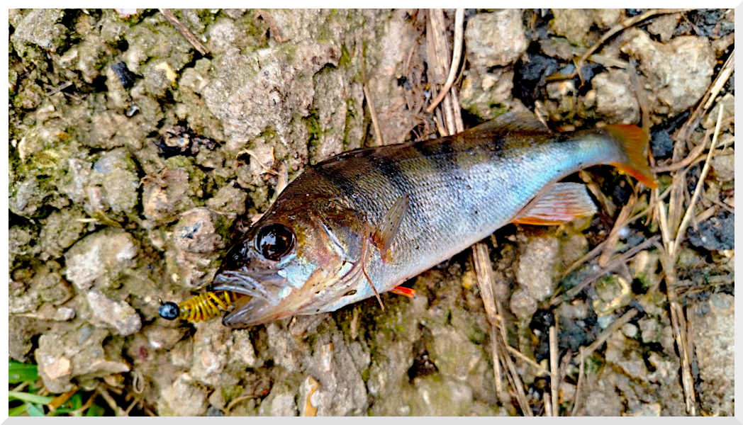 tanta-fish-magnet-czvet-002
